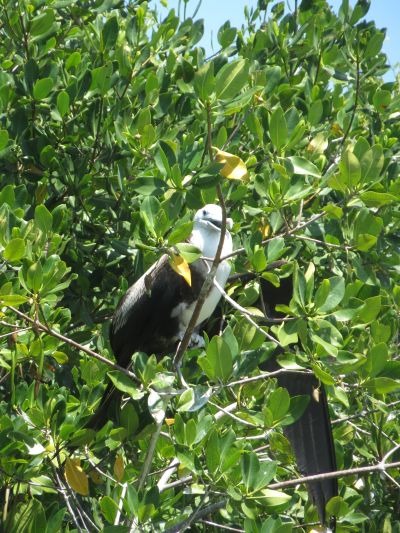 La Isla de los Pájaros