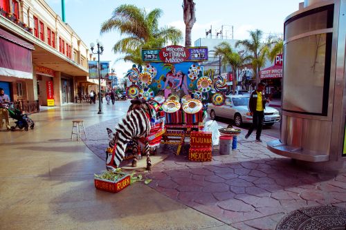 Burro Cebra Tijuana México