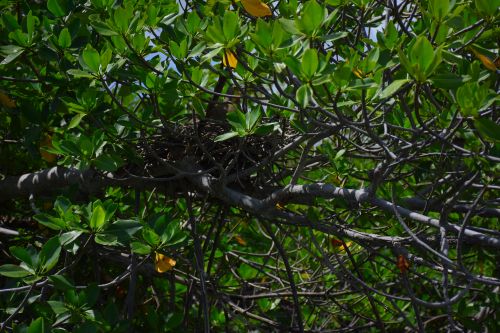 Experiencia en el Manglar de Cancún Parque Maya Tours Cancún